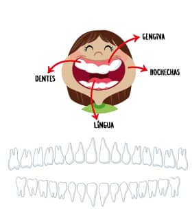 Estrutura da boca