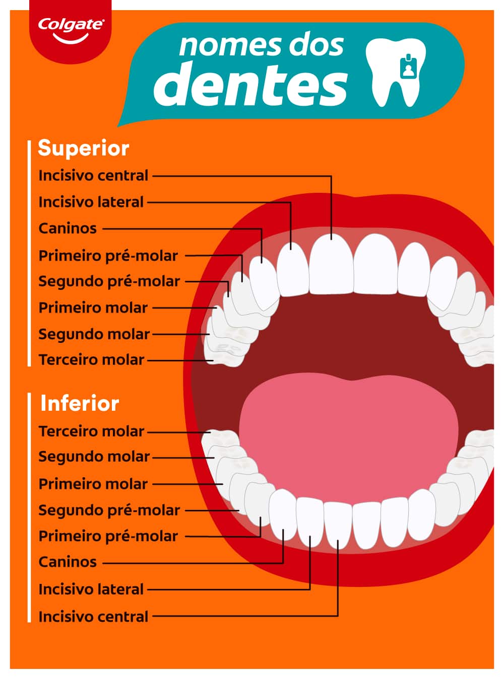 Infográfico mostrando o nome dos dentes 