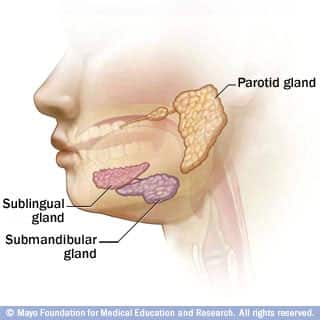 Glândulas salivares