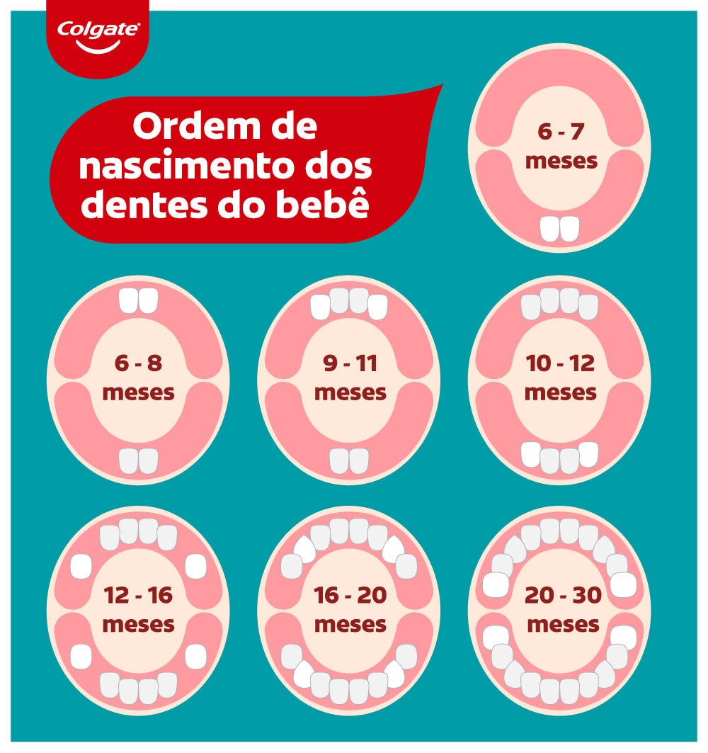 Infográfico mostrando como acontece a dentição do bebê