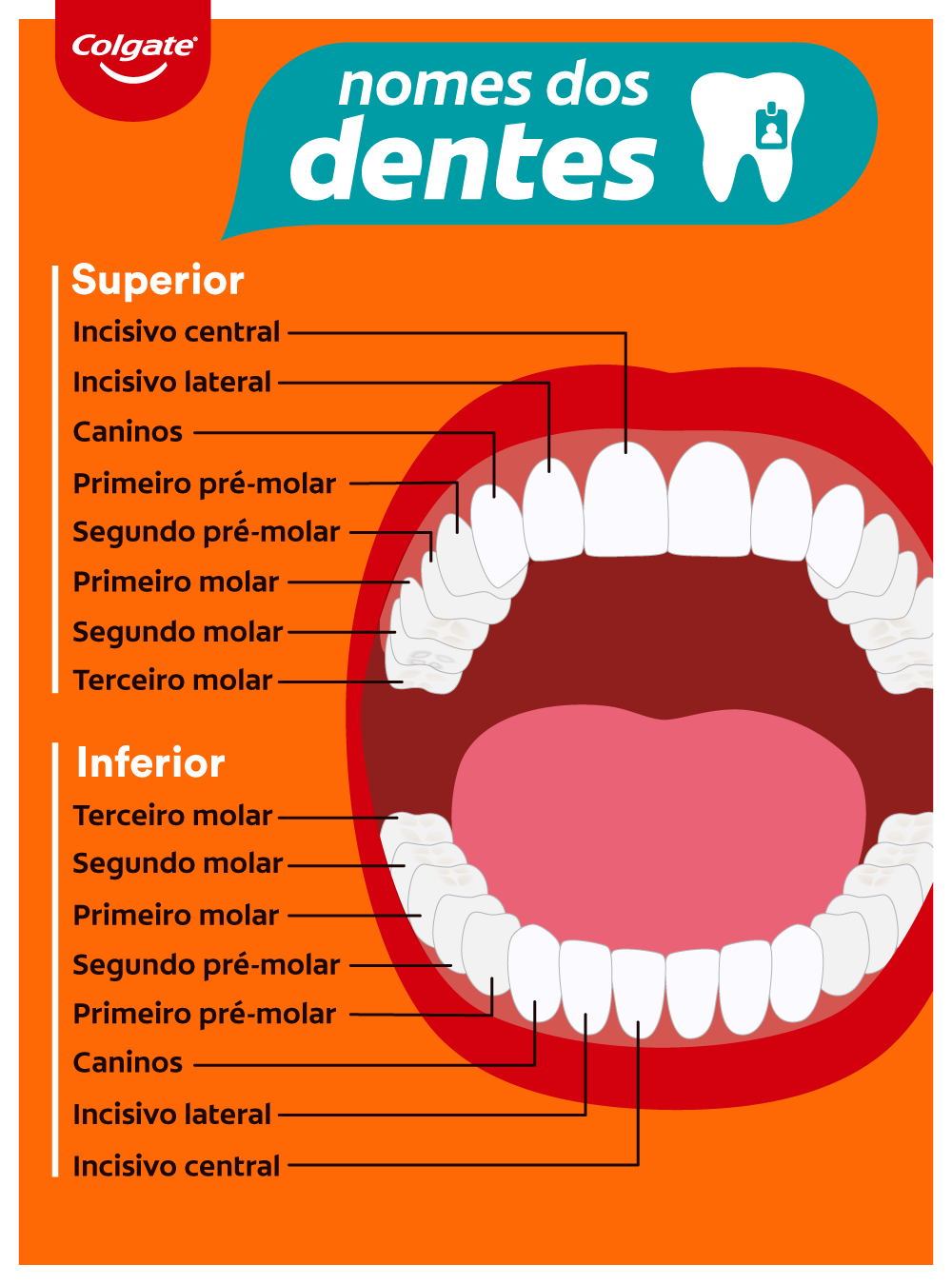 Infográfico mostrando o nome dos dentes 